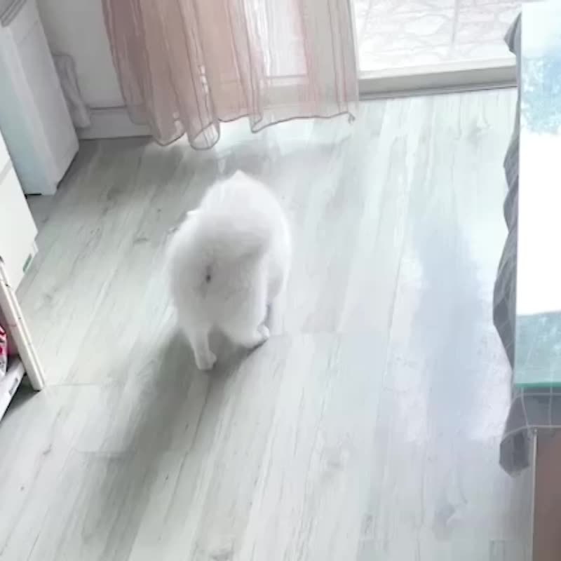 Pet Voice Ball Toy